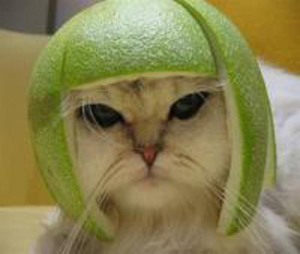 Cat with an apple hat
